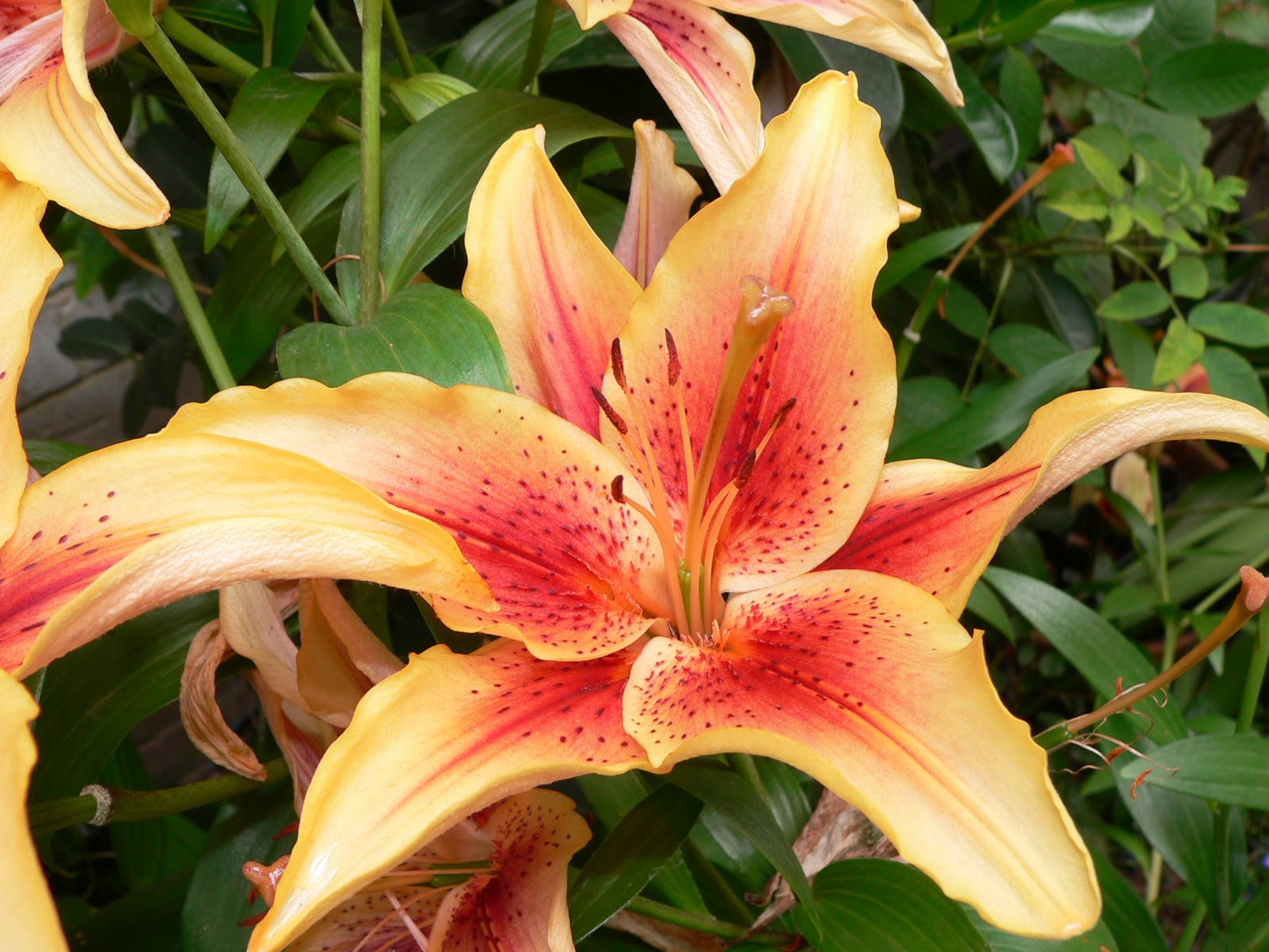 Flowers Lilies Types