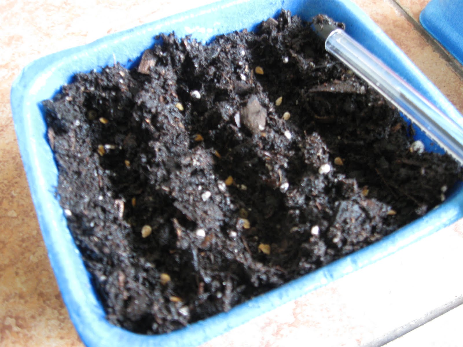 Growing Food in Florida What can we plant in July in Florida?