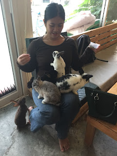 Rabbito Cafe rabbits