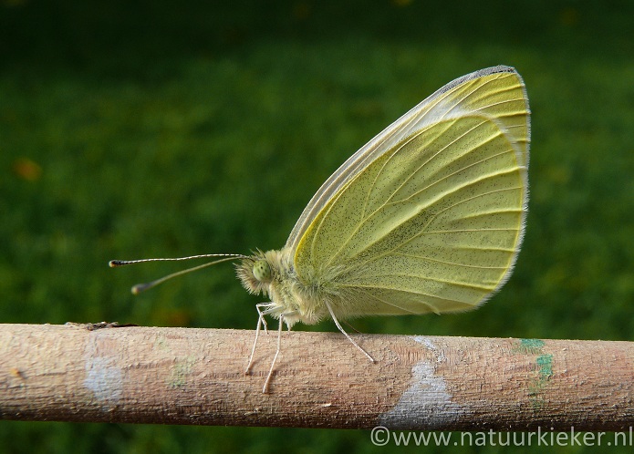 De gedaantewisseling van Koolwitjes