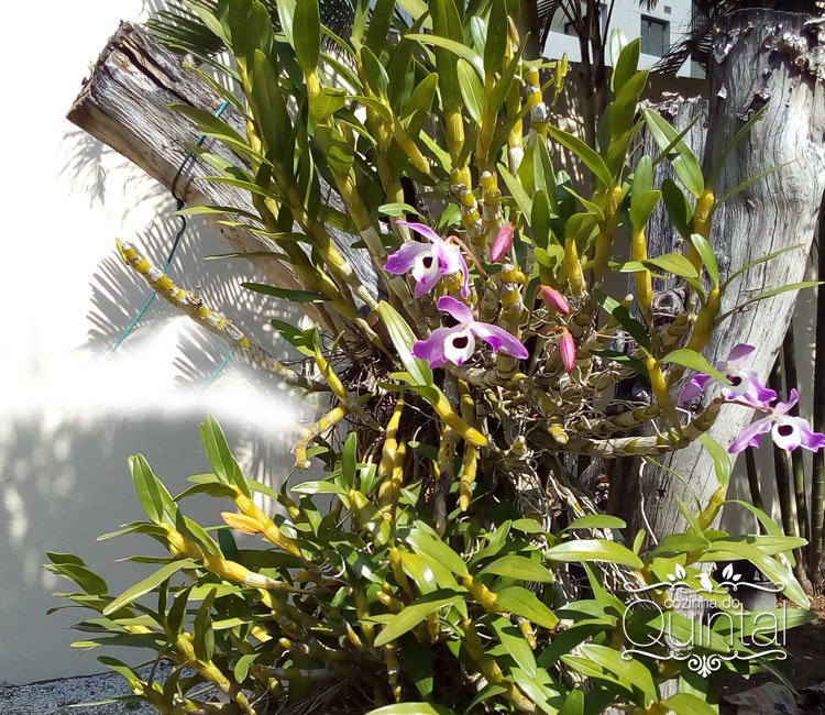 Orquídea em flor no meu quintal =) 