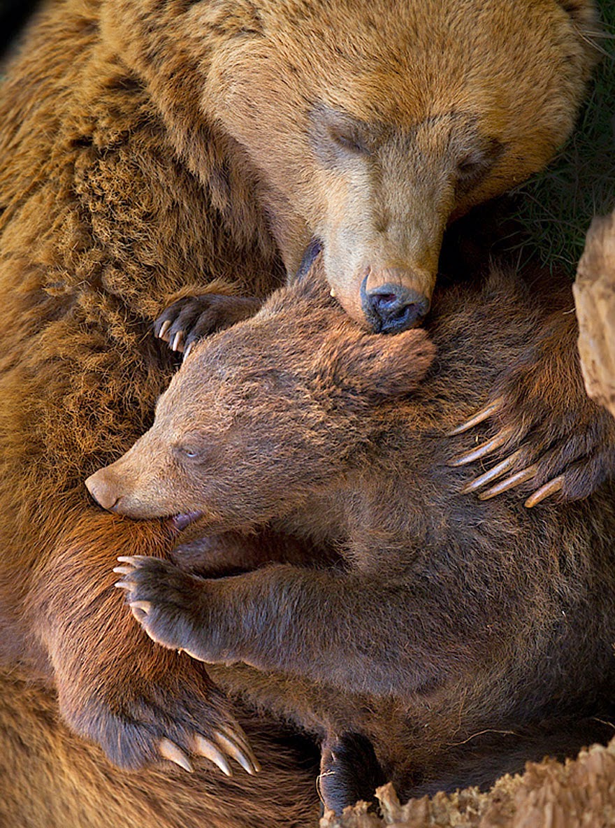 Maine bear attacks picture