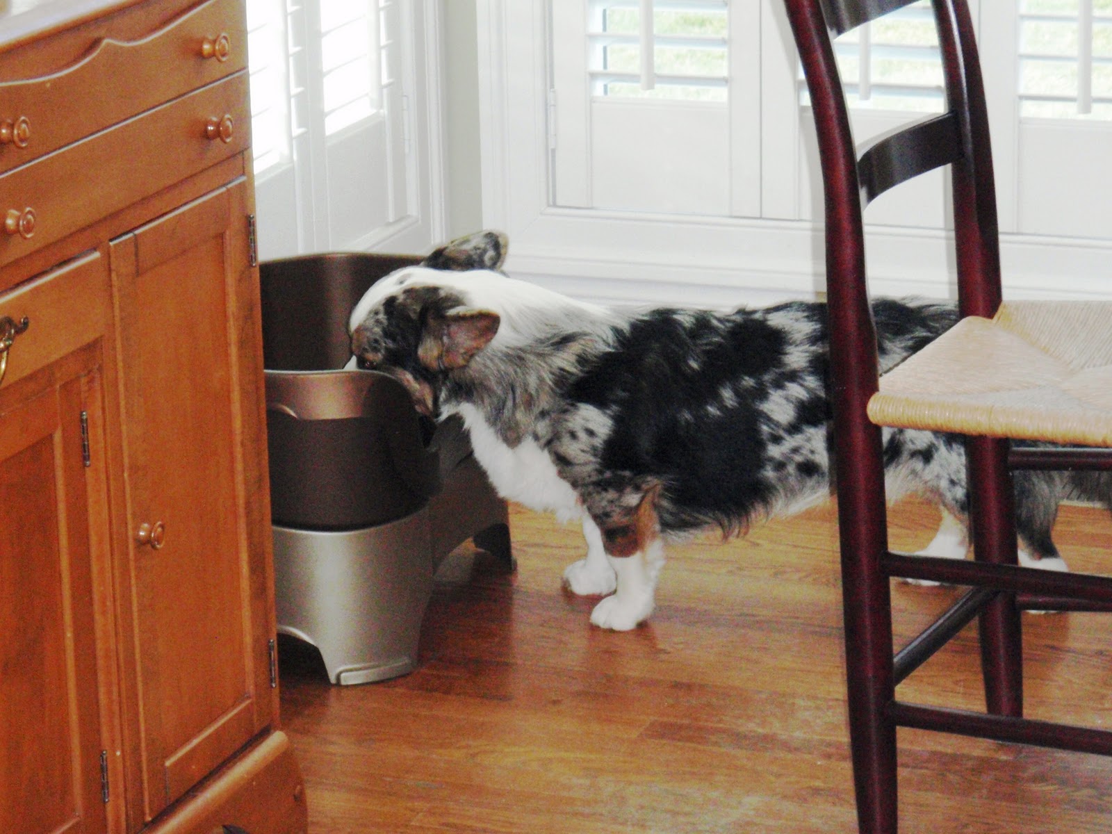 The Chronicles of Cardigan Tired of wiping up foamy water puddles and