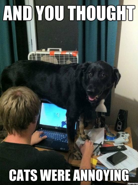 Speak of the Devil: A Day In The Life Of A Dog