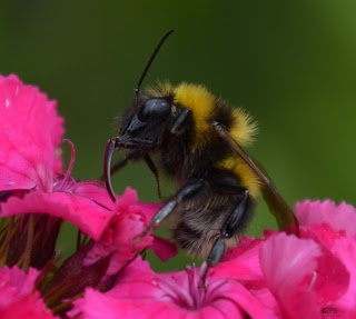 Hummel, bumblebee, hommel, grerëz, bumbar, humlebi, kimalainen Insekten, insekte, insektet, intsektuak, insekti, Насекоми, insekter, insects, Putukad, Hyönteiset, insectes, έντομα, serangga, feithidí, skordýr, insetti,
