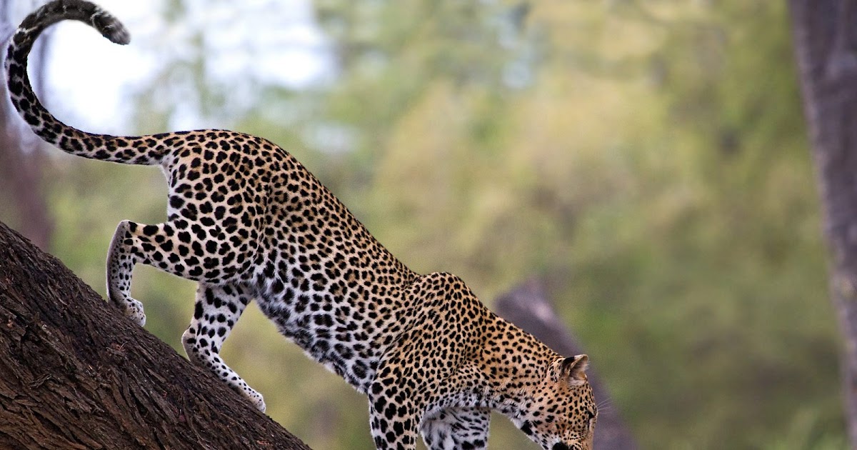 Ur Picture صور نمور و أسود Tigers Jaguars And Lions
