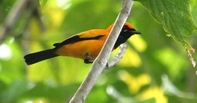 38++ Gambar burung kepodang emas jantan terbaru