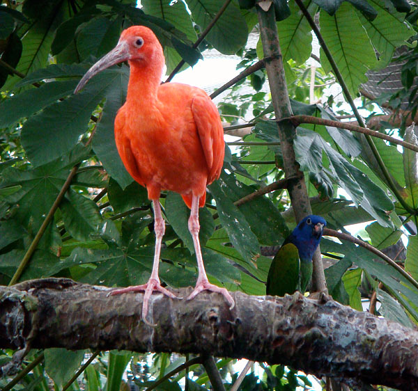 Pictures Of Rainforest Birds 103
