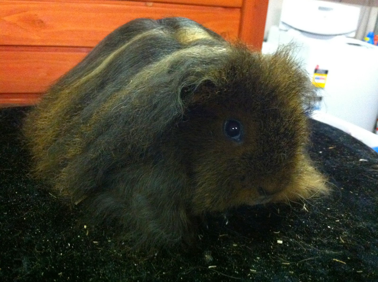 My Cavy Kingdom Showing