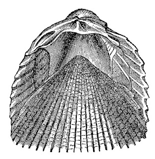sea shell sealife image digital clipart illustration