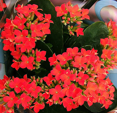 KALANCHOE ~ Cactus and suculents