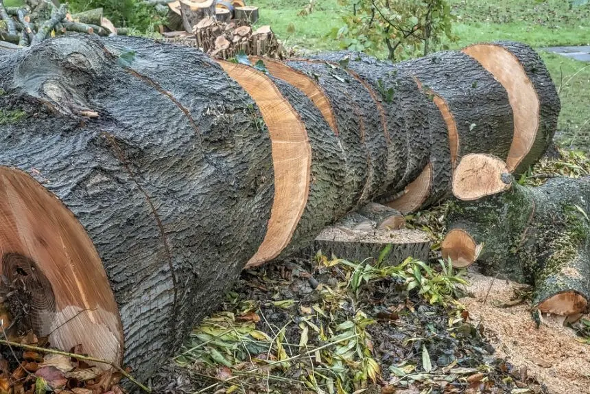 Penebangan Hutan Di Seluruh Penjuru Dunia