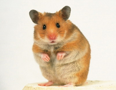 pets planet what syrian hamster hamster years chart