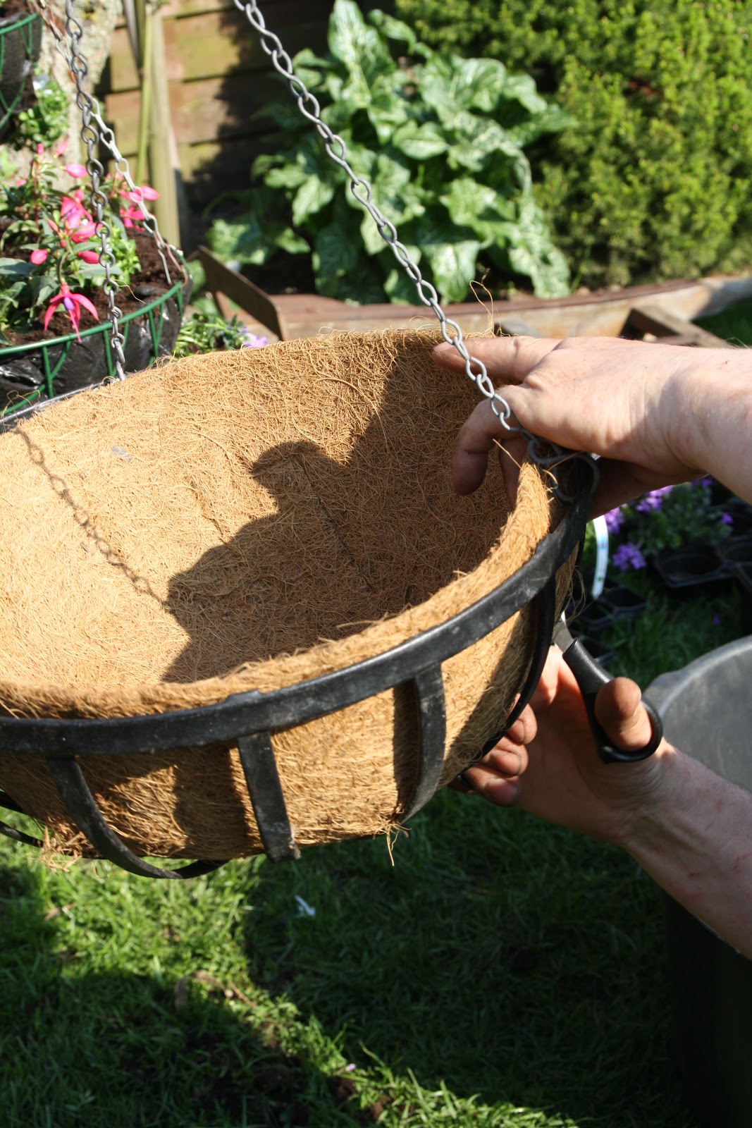 Frk. Anemone Hanging baskets