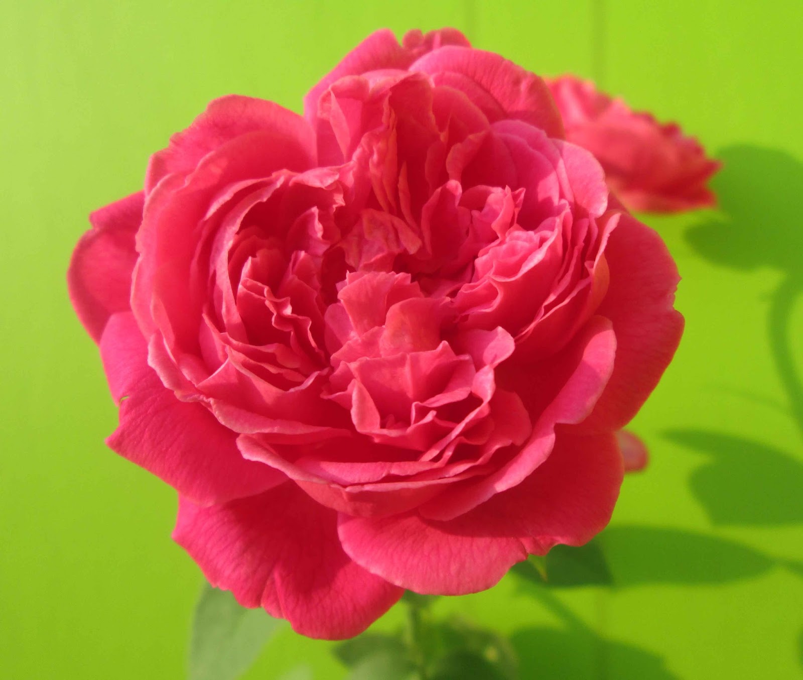 Wahyuti Journal Jenis  Pisang Pengaruhi Warna  pada Bunga  Mawar 
