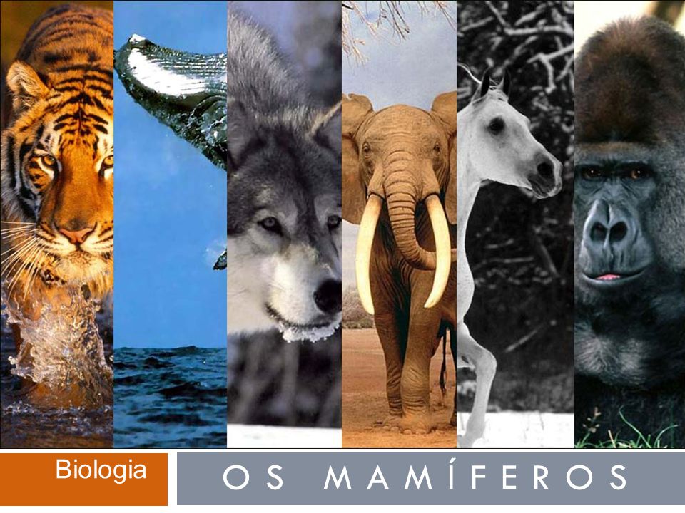 Filo cordado: Mamíferos. | Biologia: A ciência da vida