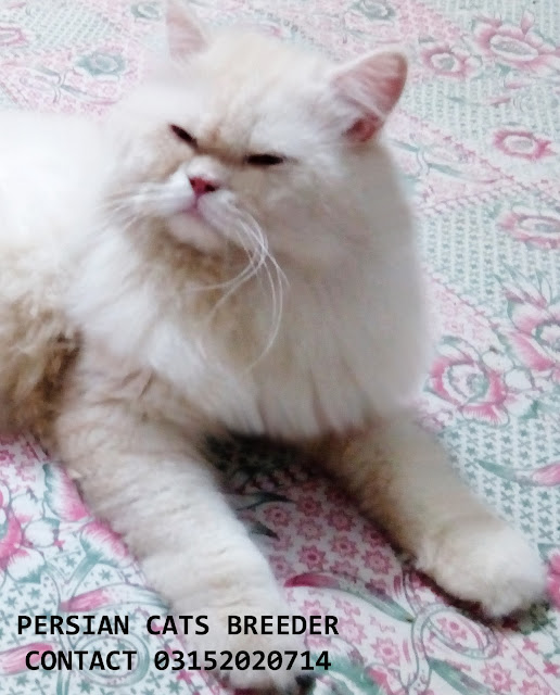 Persian Cats Breeder MATING SERVICE