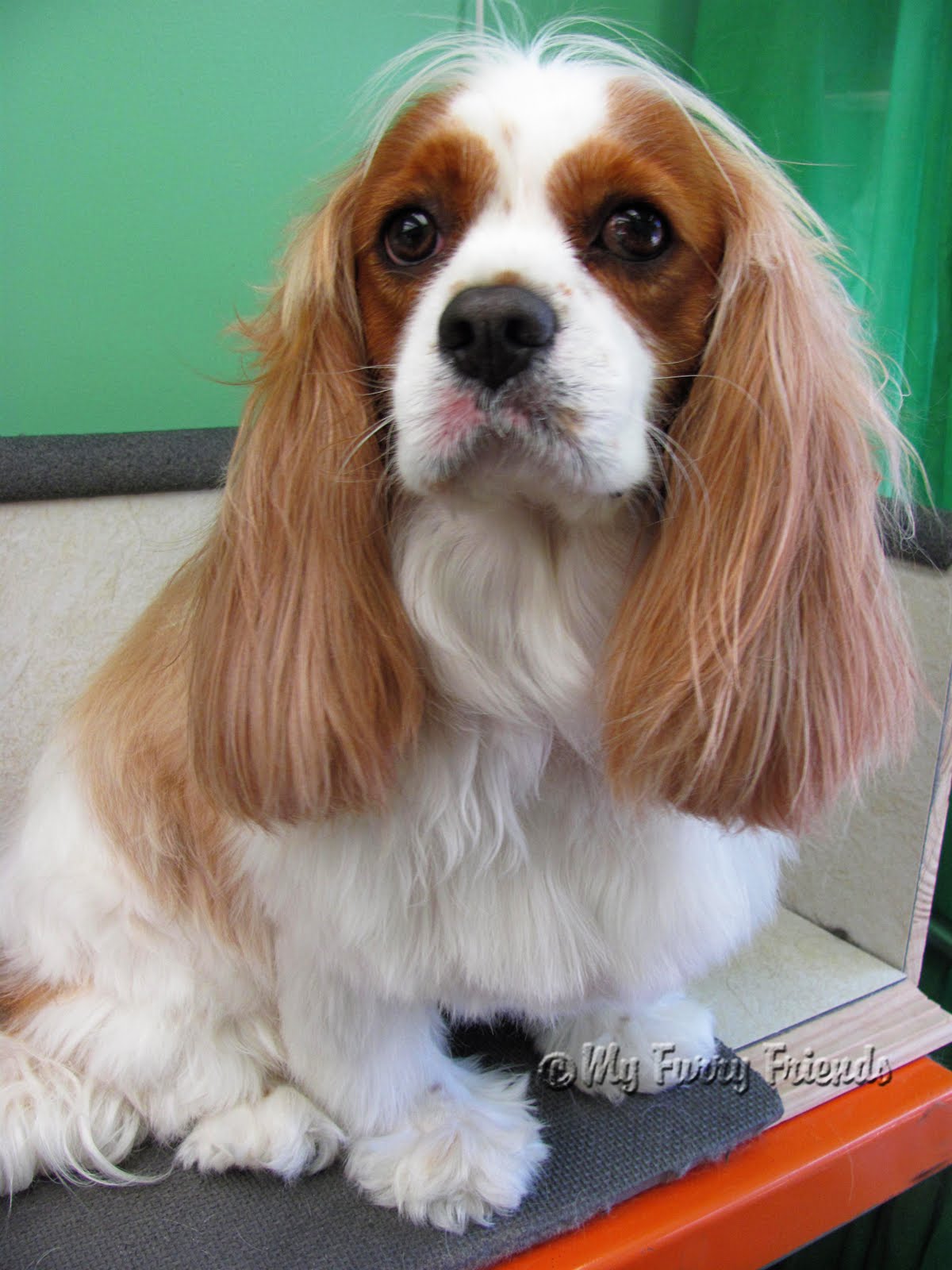 Pet Grooming The Good, The Bad, & The Furry Tuesday's Tip 30