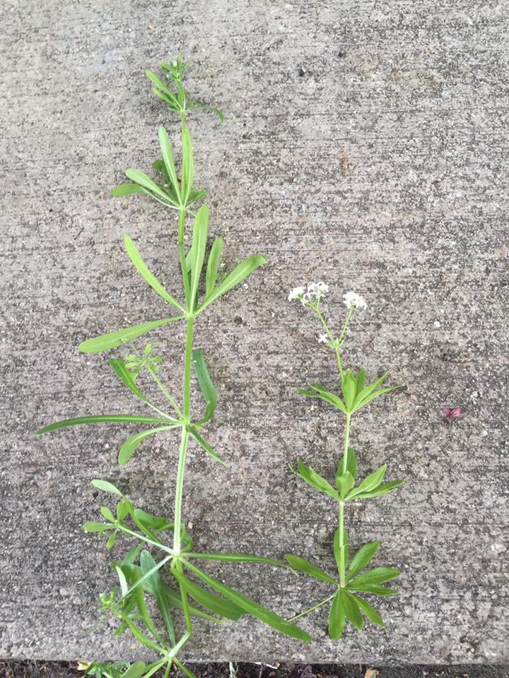 The Natural Naturalist Cleavers vs Sweet Woodruff
