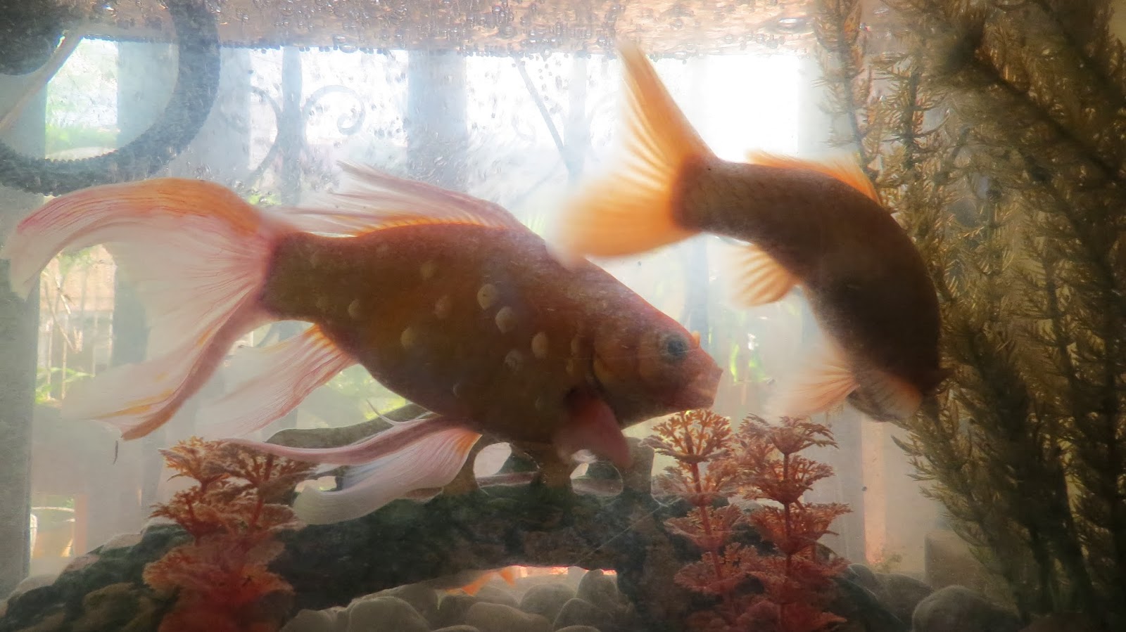 Photography with Dr. Ernie. Goldfish, Silver Dollar and Hammerhead Aquarium fishes