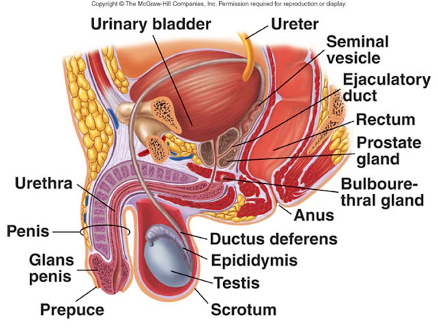 Struktu dan Fungsi Bagian-Bagian Organ Reproduksi Laki-Laki