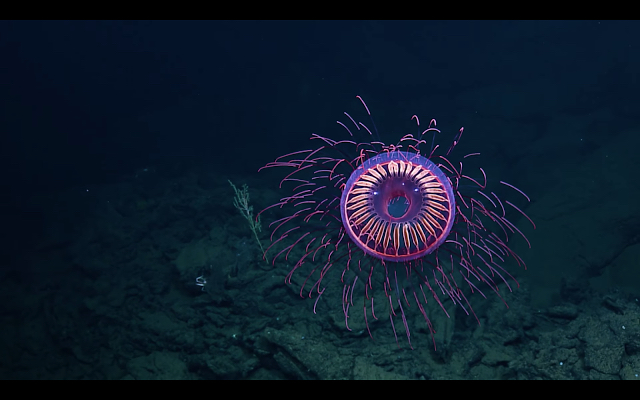 花火の様に美しい深海クラゲが撮影された【n】　探査船ノーチラス号