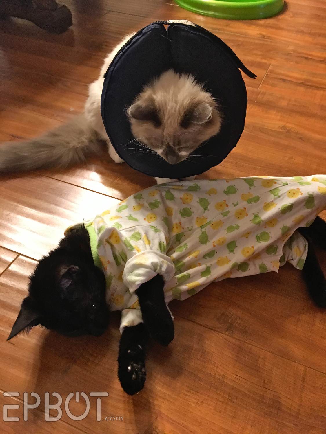 Diy Cat Onesie Cat Wearing Cone After Spay Cat Outfit Avont Cat