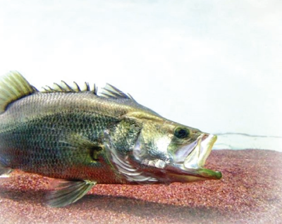 Temperamen Barramundi Temperamen Barramundi