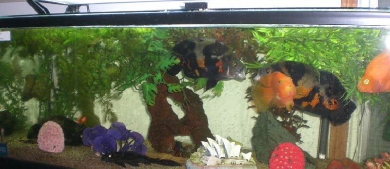 Memilih Akuarium Untuk Ikan Oscar Yang Bagus Dan Merawatnya