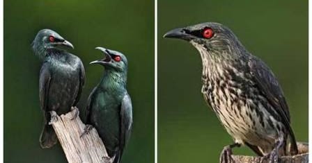Digital Pro Perawatan Burung Cucak Keling Termudah