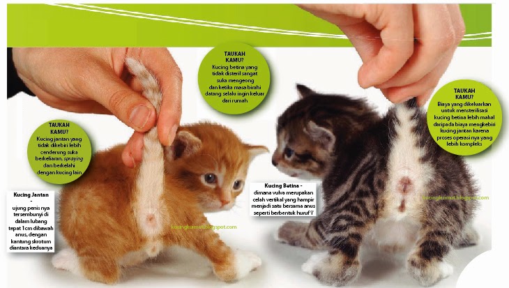 Gambar Perbedaan Kucing Jantan Dan Betina 81021 Nama Untuk Kucing Comel Lucu Dan Unik