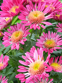 Allan Gardens Conservatory Fall Chrysanthemum Show 2014 pink mum by garden muses-not another Toronto gardening blog 