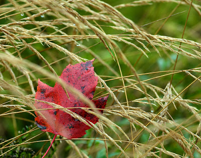 maple leaf in grass