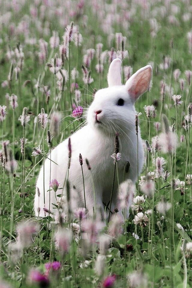 Beautiful Rabbits