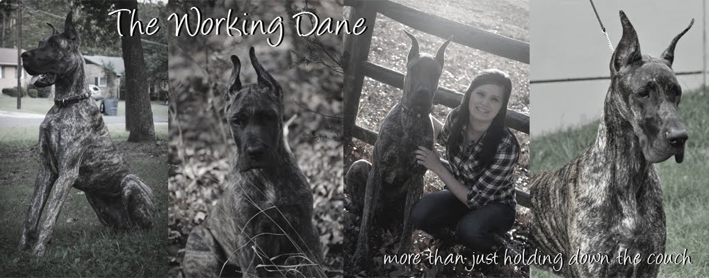 The Working Dane - More Than Holding Down the Couch!