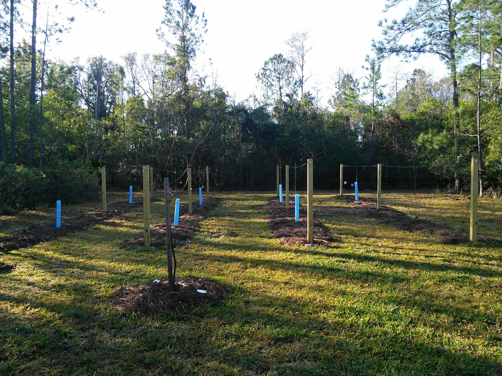 FLORIDA HOBBY FARM Before and after muscadine trellises