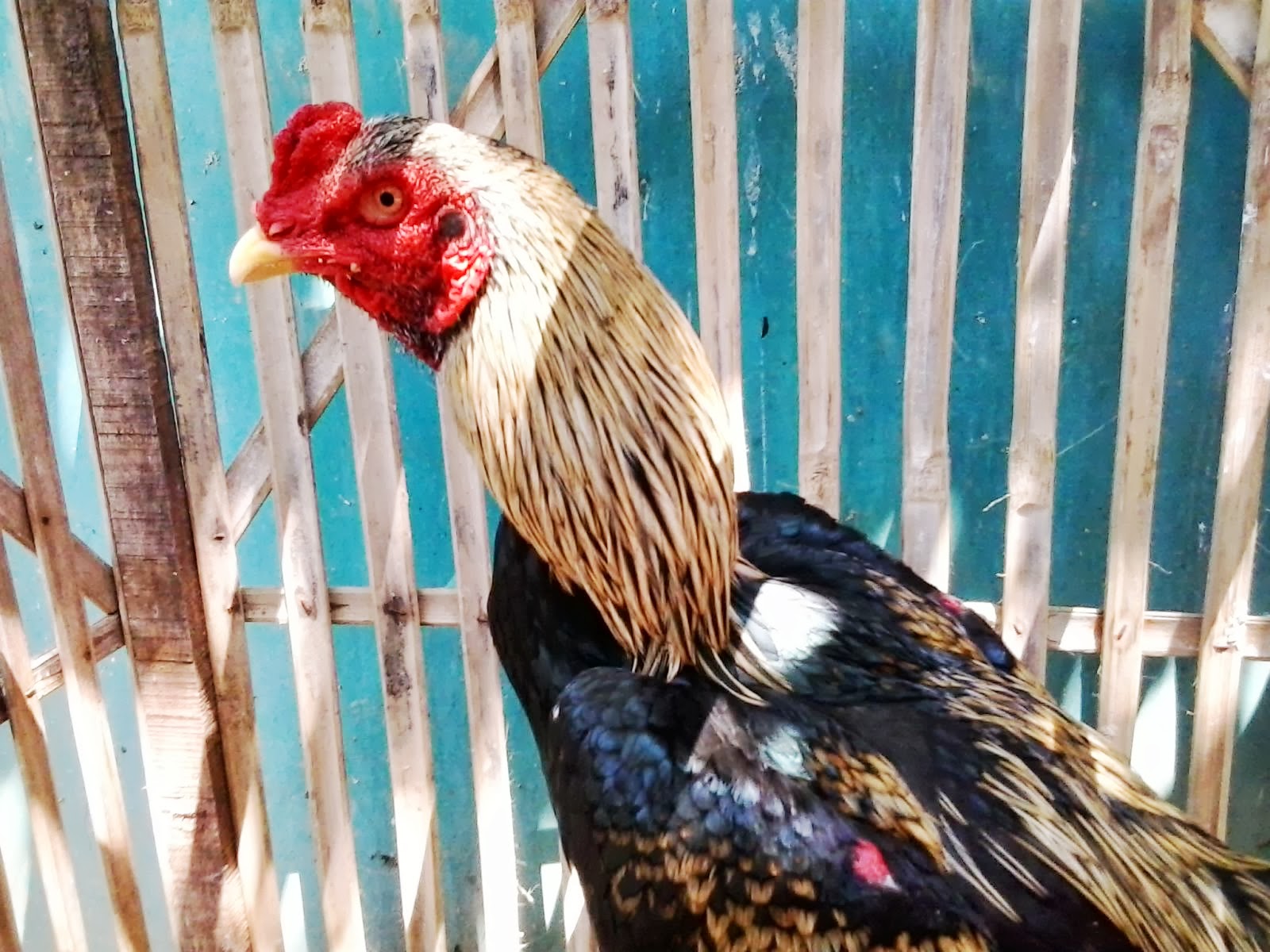  Warna  Ayam  Pamangon Wido  Yang Bagus All About Unggas 