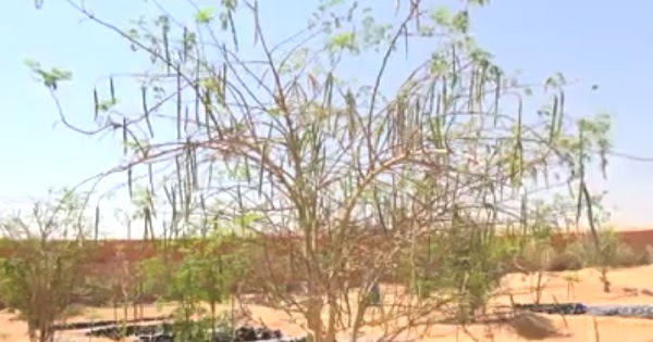 فيديو شجرة المورينجا المعجزة في تونس دواء لقرابة 300 مرض ومنها
