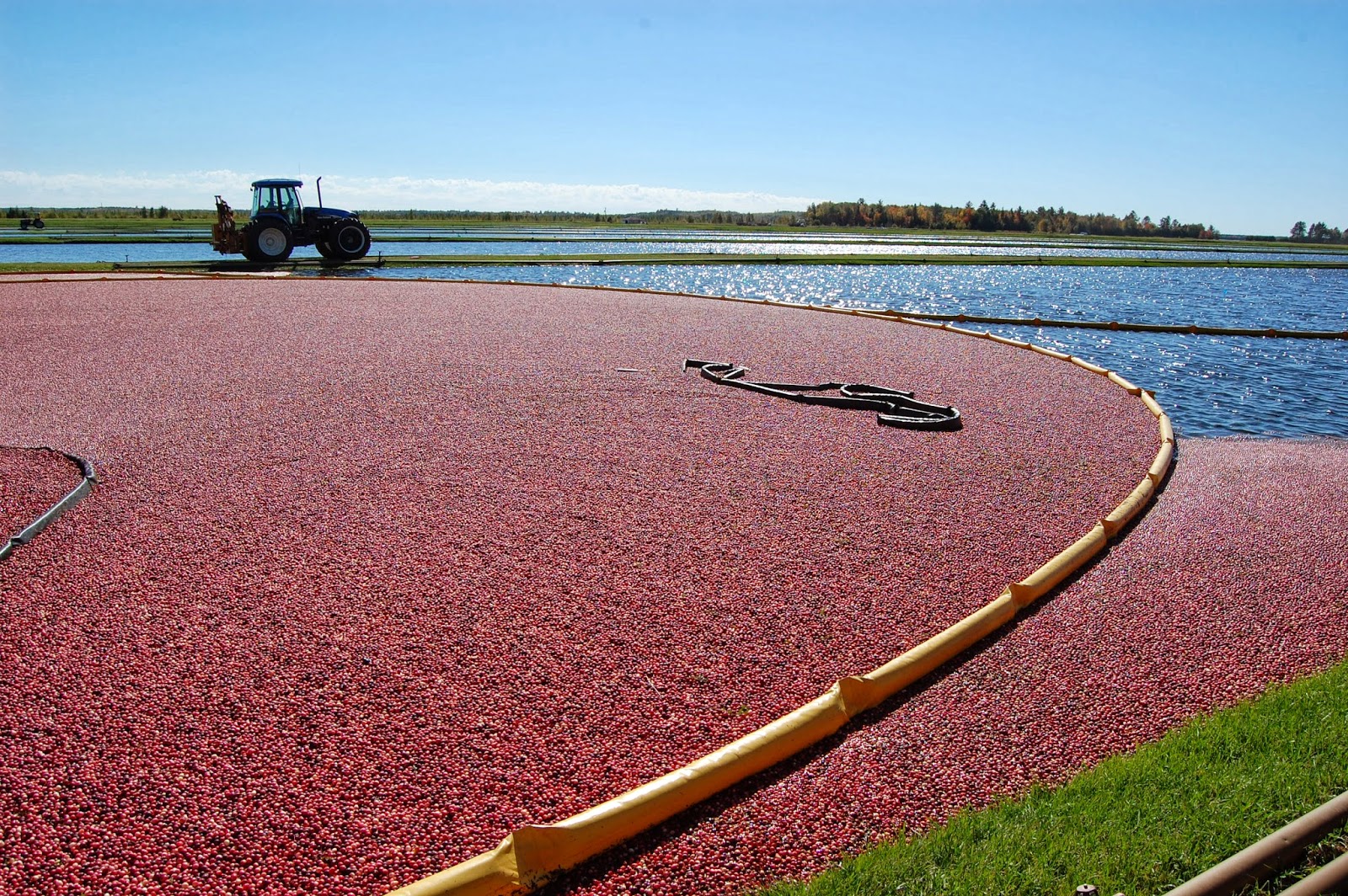 Cranberry Bog