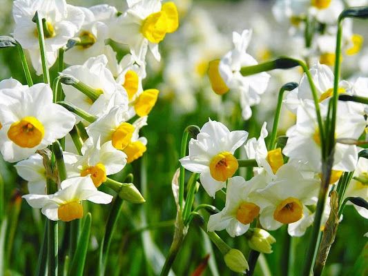 daffodils for St. David's Day