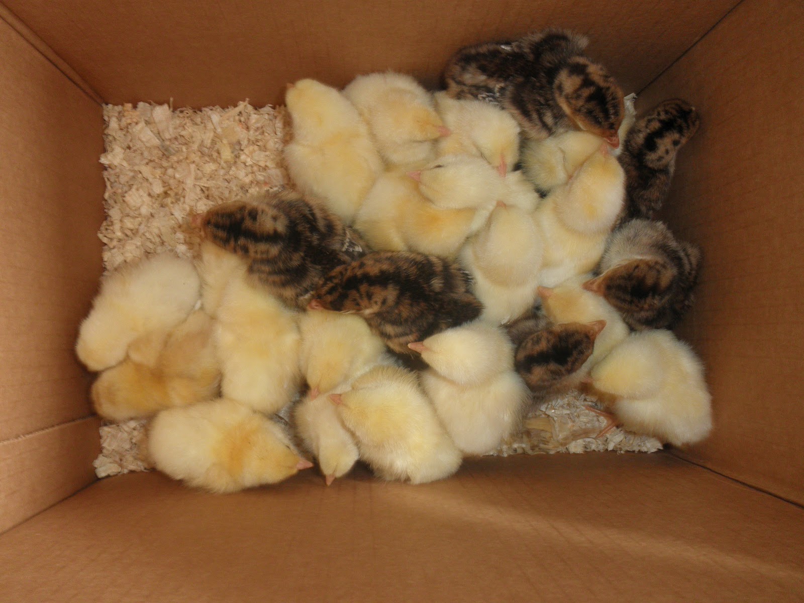 Heart Of Proverbs Baby Chickens and Turkeys