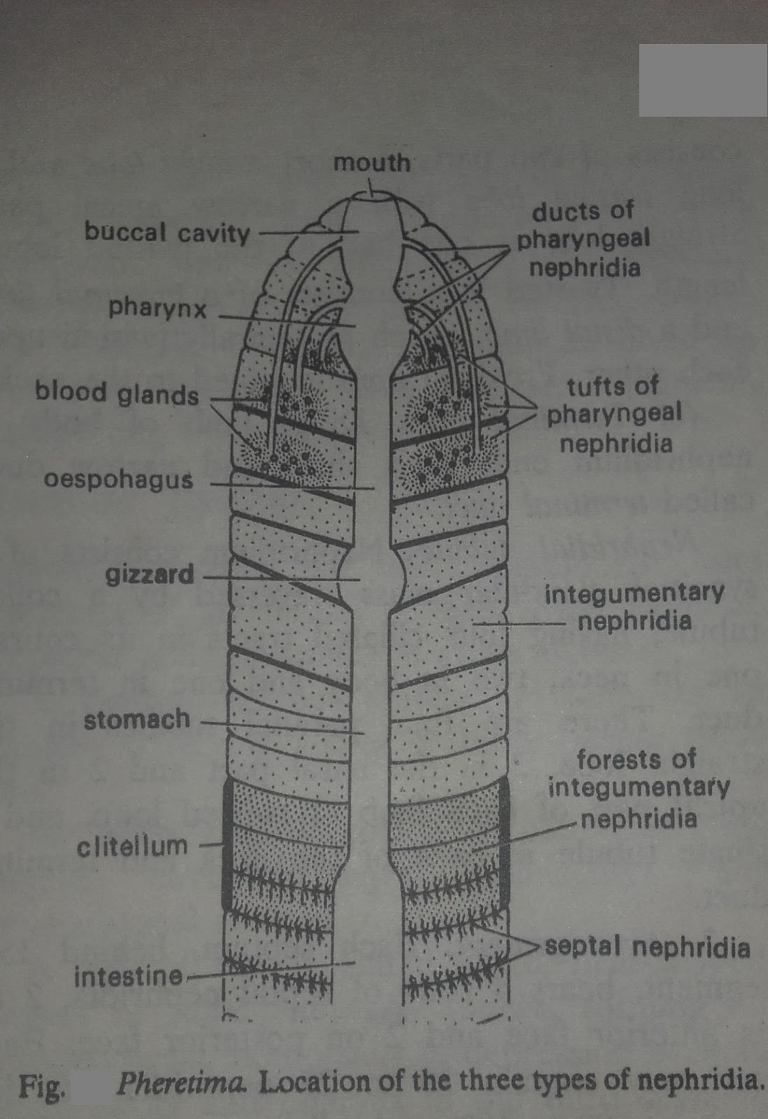 Zoology for higher secondary level Earthworm Excretory System