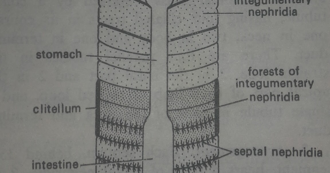 Zoology for higher secondary level: Earthworm: Excretory System