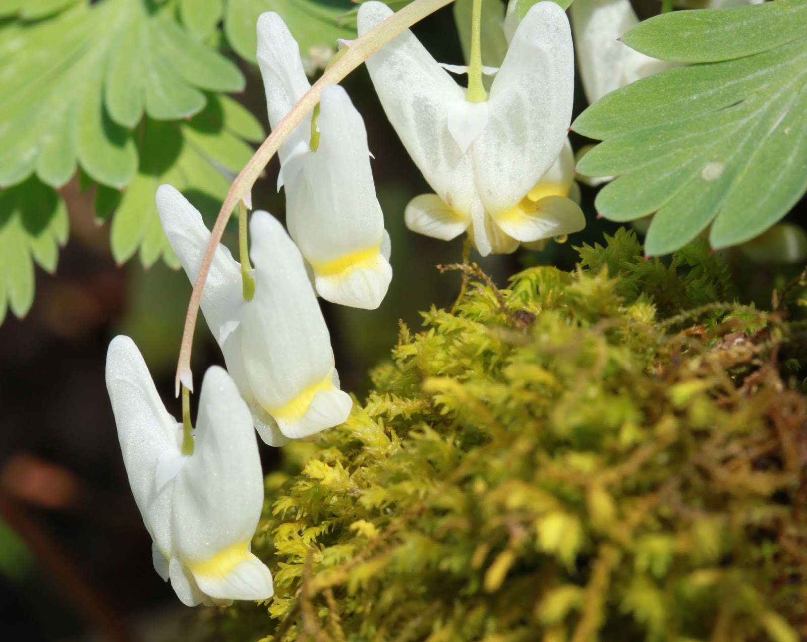 Kalamazoo Seasons Spring wildflowers 2016