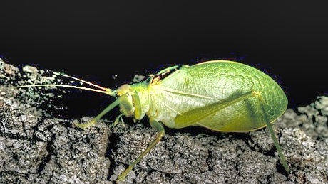 Sounds of Katydids and Crickets at Night