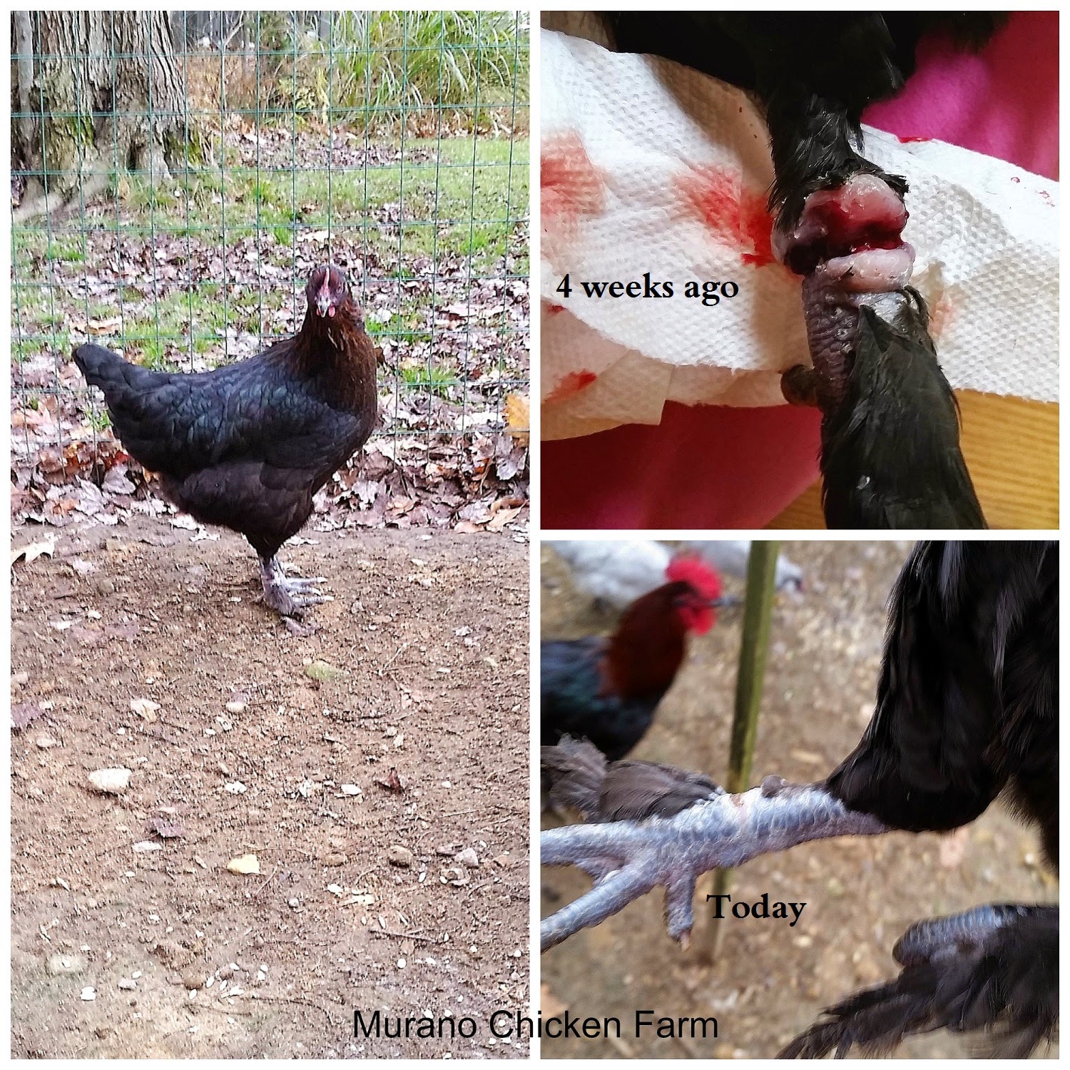 A warning about using zip ties to identify chicks. (GRAPHIC PHOTOS