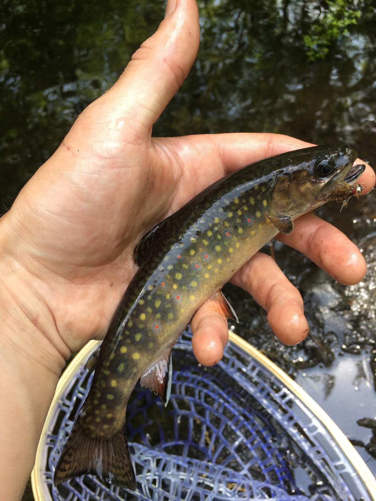 Trout Stream Day Dreams Spring Creek Brookies