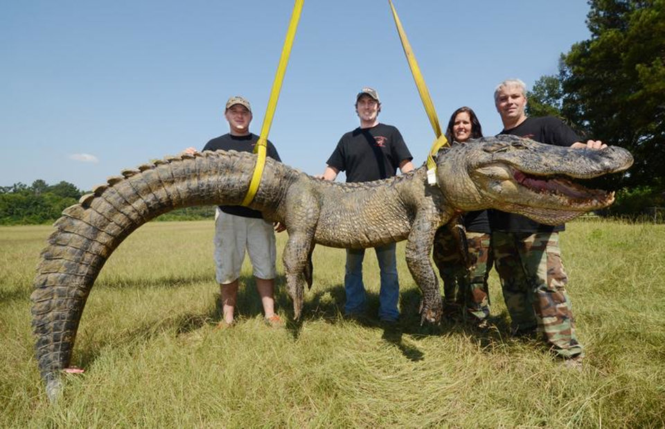741pound Alligator Heaviest Gator Caught in Mississippi News Trends PH