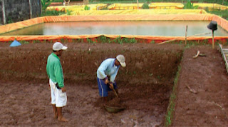 proses pembuatan kolam tanah budidaya ikan gurame