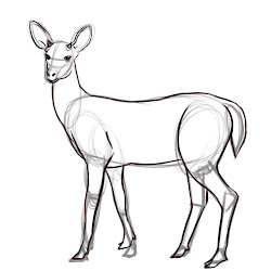 deer draw drawing drawings outline sketch step easy dear simple pencil sketches wikihow drawn line animal doe stuff tutorials basic
